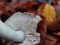 Bükki pereszke (Tricholoma sciodes), Budai-hegység